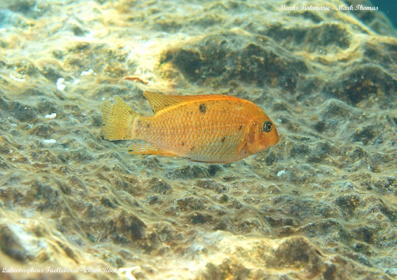 Labeotropheus fuelleborni 'Chiwi Rocks'